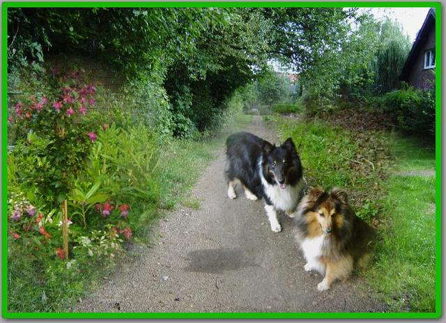 Iris (Besucherhund) mit Tammy