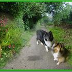 Iris (Besucherhund) mit Tammy