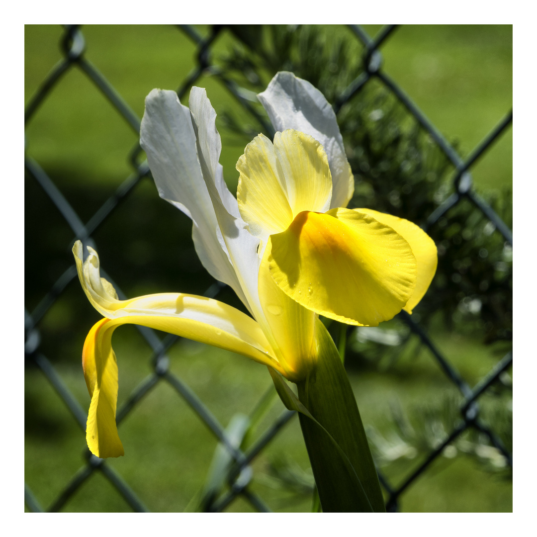 Iris bianco e giallo