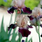 iris bicolor _ para Pacoli