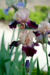 iris bicolor _ para Pacoli