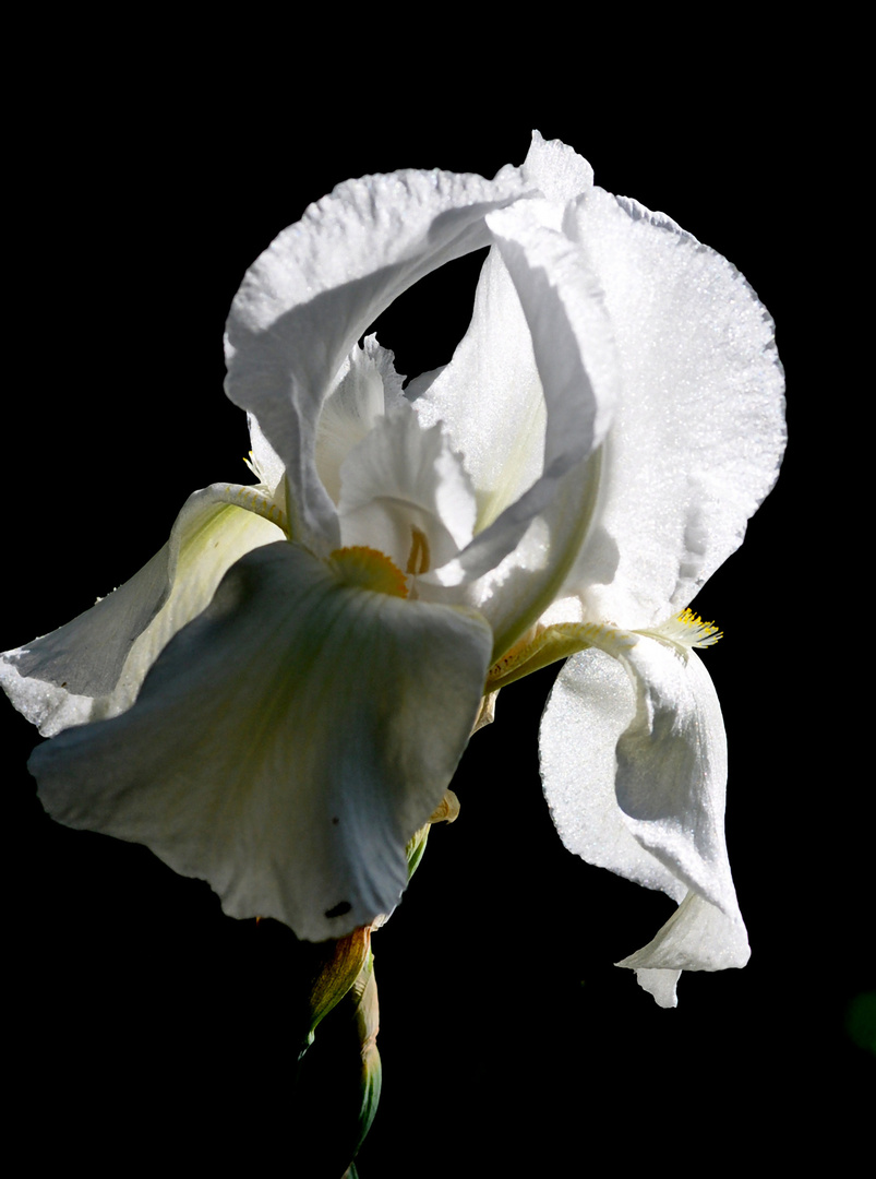 Iris blanc