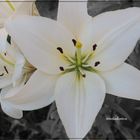 iris blanche