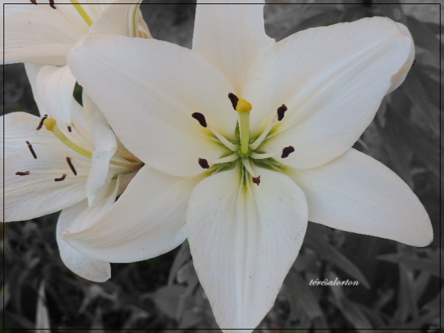 iris blanche photo et image  fleurs, iris , nature Images fotocommunity