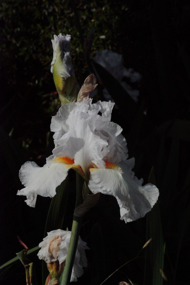 iris blanco