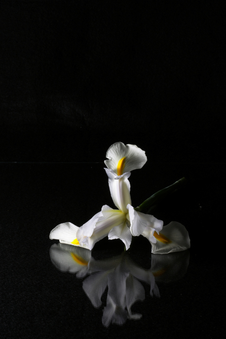 iris blanco en casa, dedicada a Norma Ateca