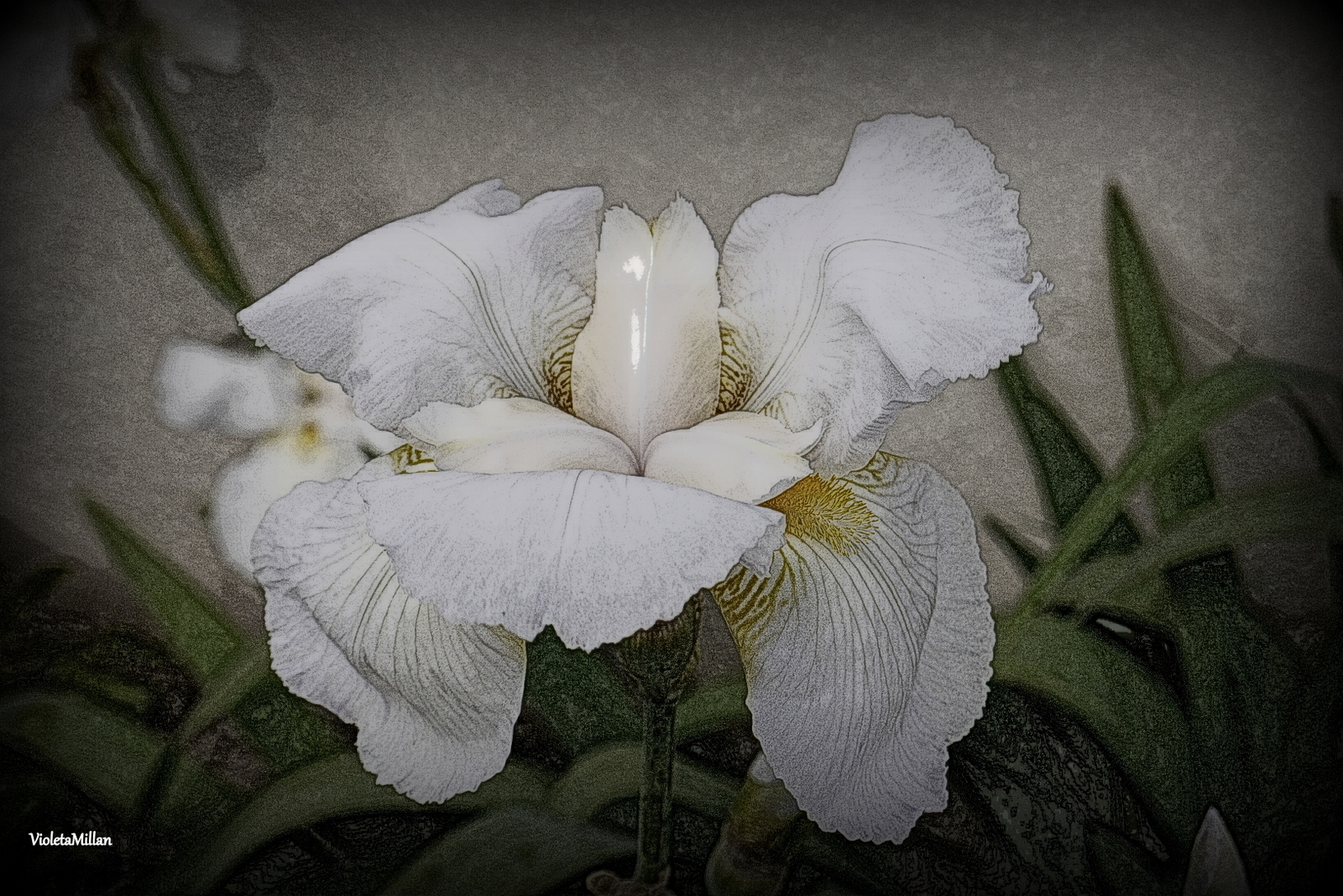 IRIS BLANCOS