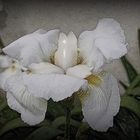 IRIS BLANCOS