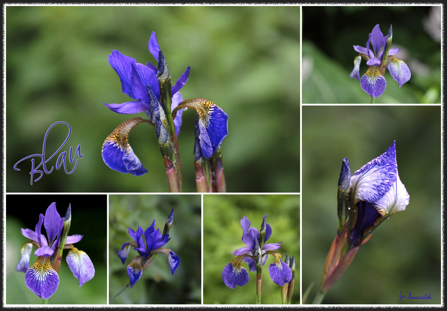 Iris blau 1