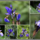 Iris blau 1