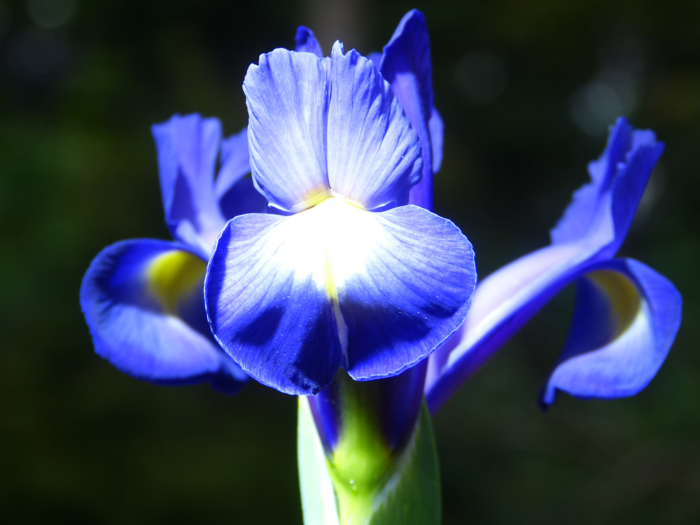Iris (blau) Foto & Bild pflanzen, pilze & flechten, blüten