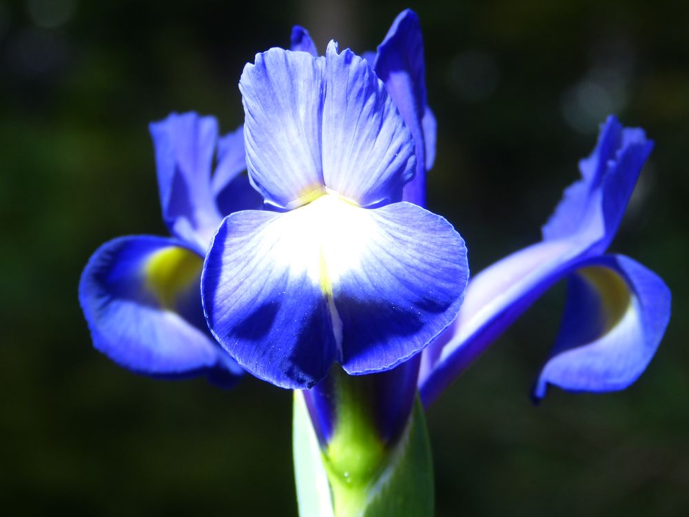 Iris (blau) Foto & Bild pflanzen, pilze & flechten, blüten