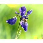 Iris, blau