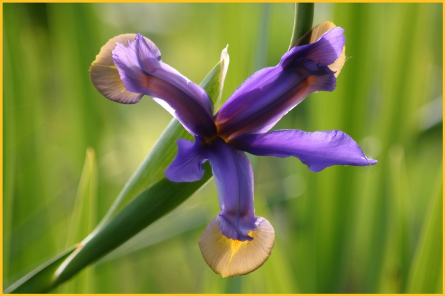 Iris, blau