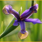 Iris, blau