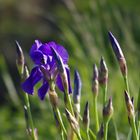 Iris blau am Rande der Stromberge