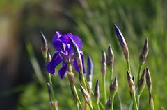 Iris blau am Rande der Stromberge