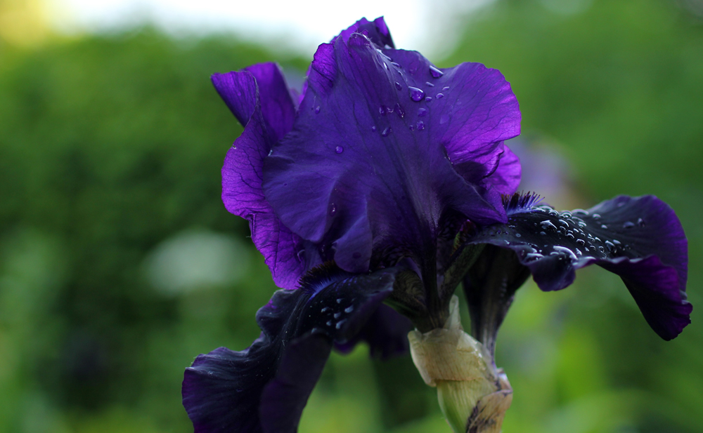 Iris blau nach einem Gewitterguss Foto & Bild pflanzen, pilze