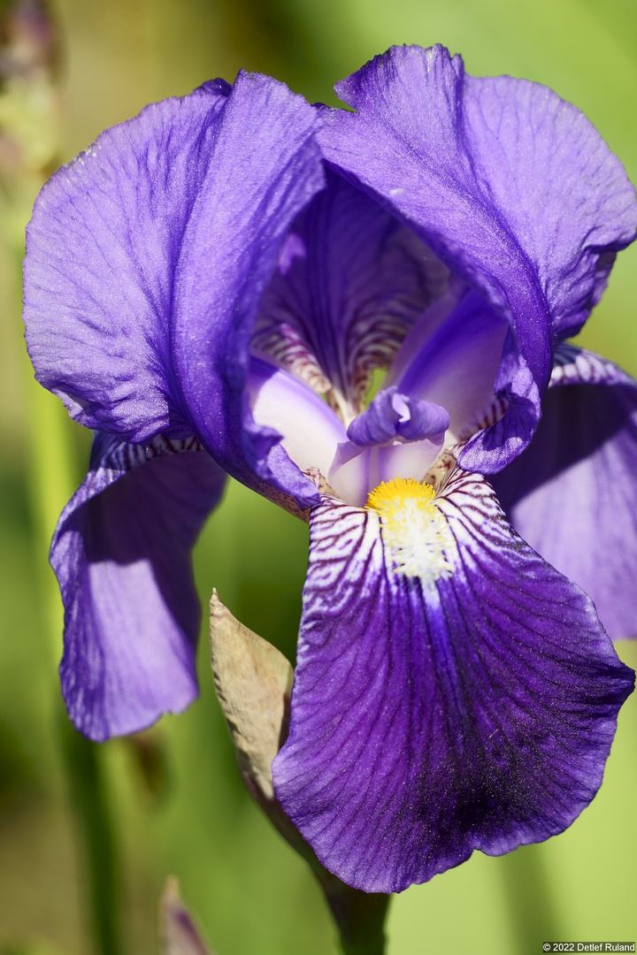 Iris - Blauer Montag