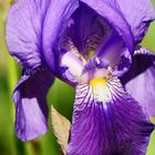 Iris - Blauer Montag