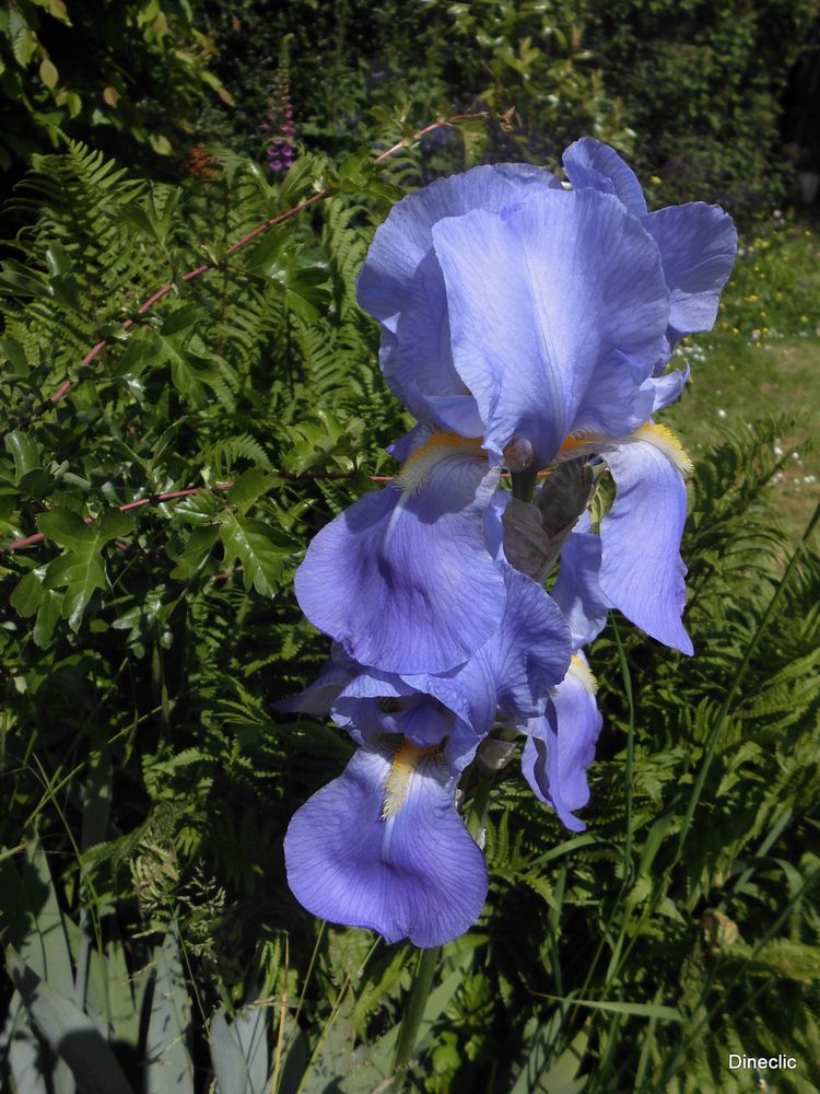 Iris bleu