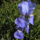 Iris bleu