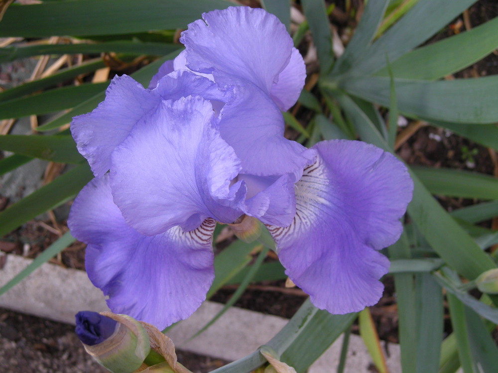 Iris bleu