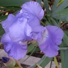 Iris bleu