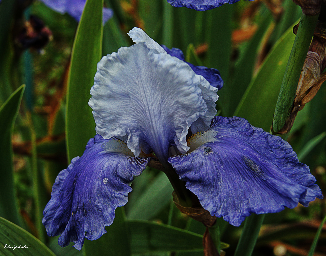 Iris bleu 