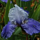 Iris bleu 