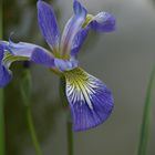 Iris bleu des marais