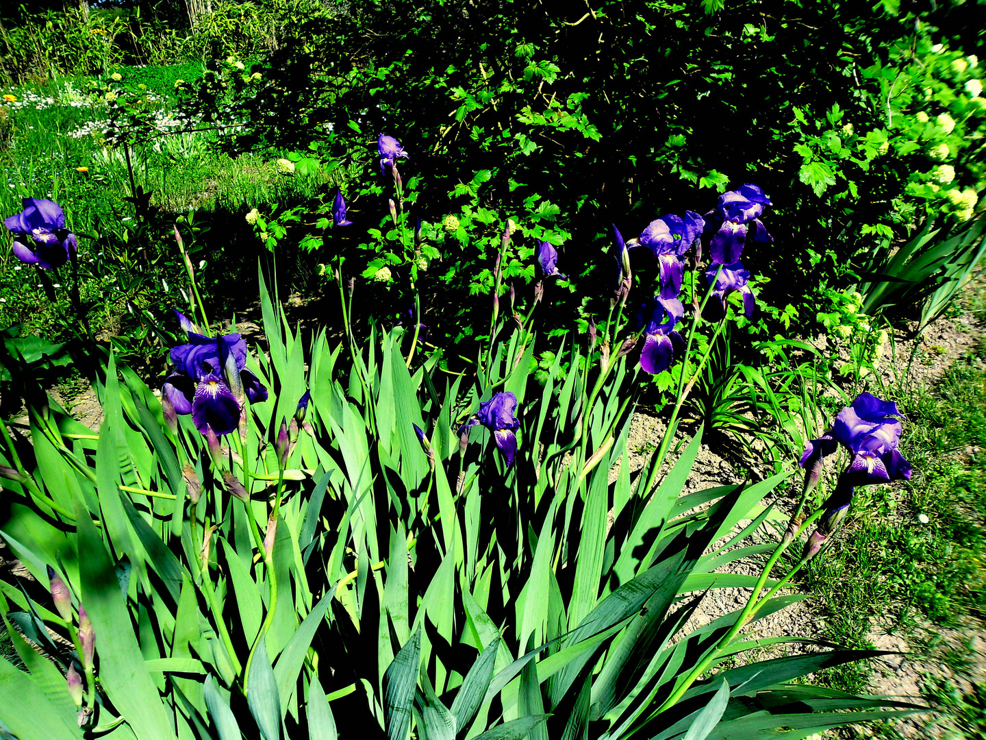 iris bleu foncé