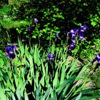 iris bleu foncé