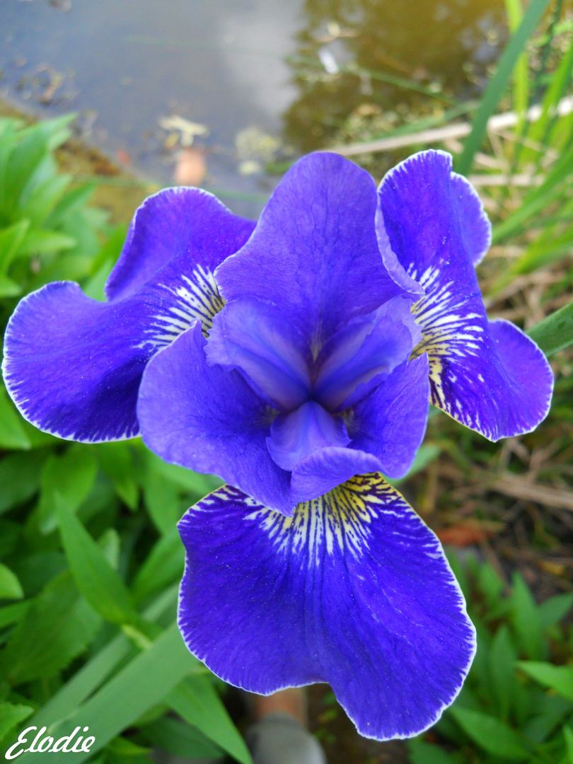 Iris bleue