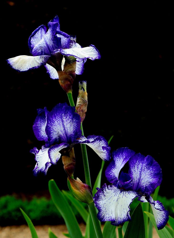 Iris Bleues Panachées