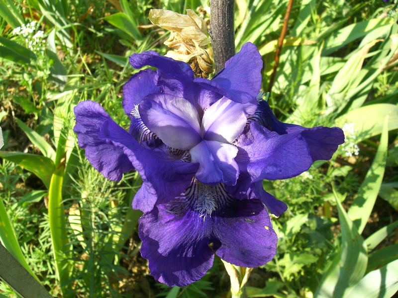 Iris blu