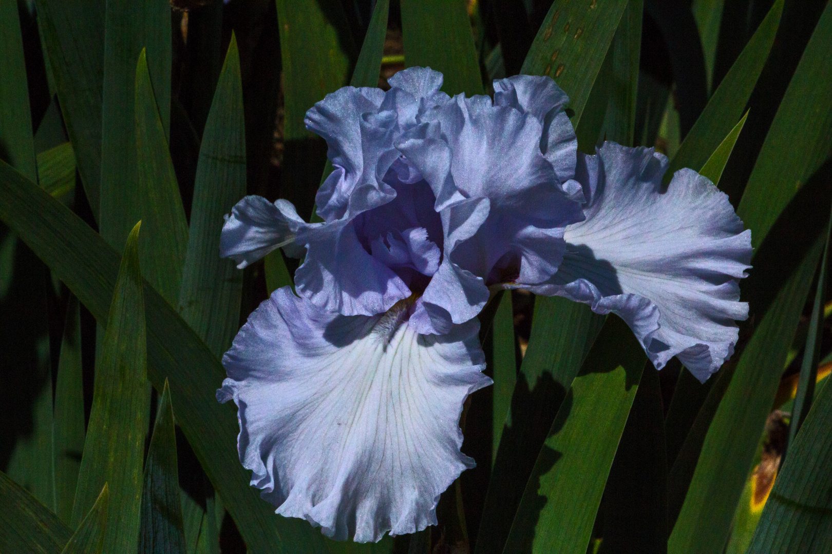 Iris blue