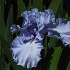 Iris blue