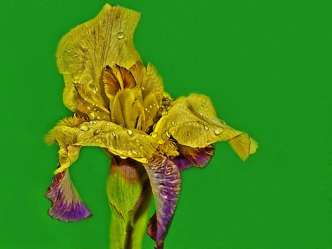 Iris-Blüte