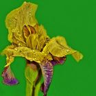 Iris-Blüte