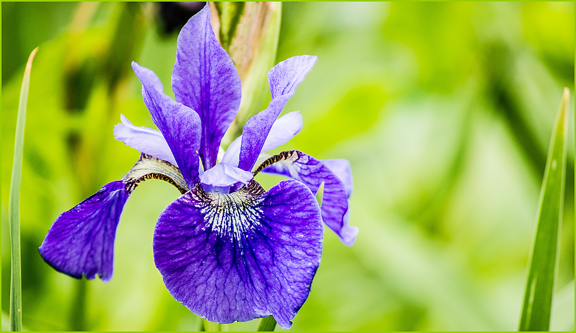 Iris-Blüte ...