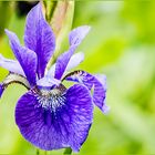 Iris-Blüte ...
