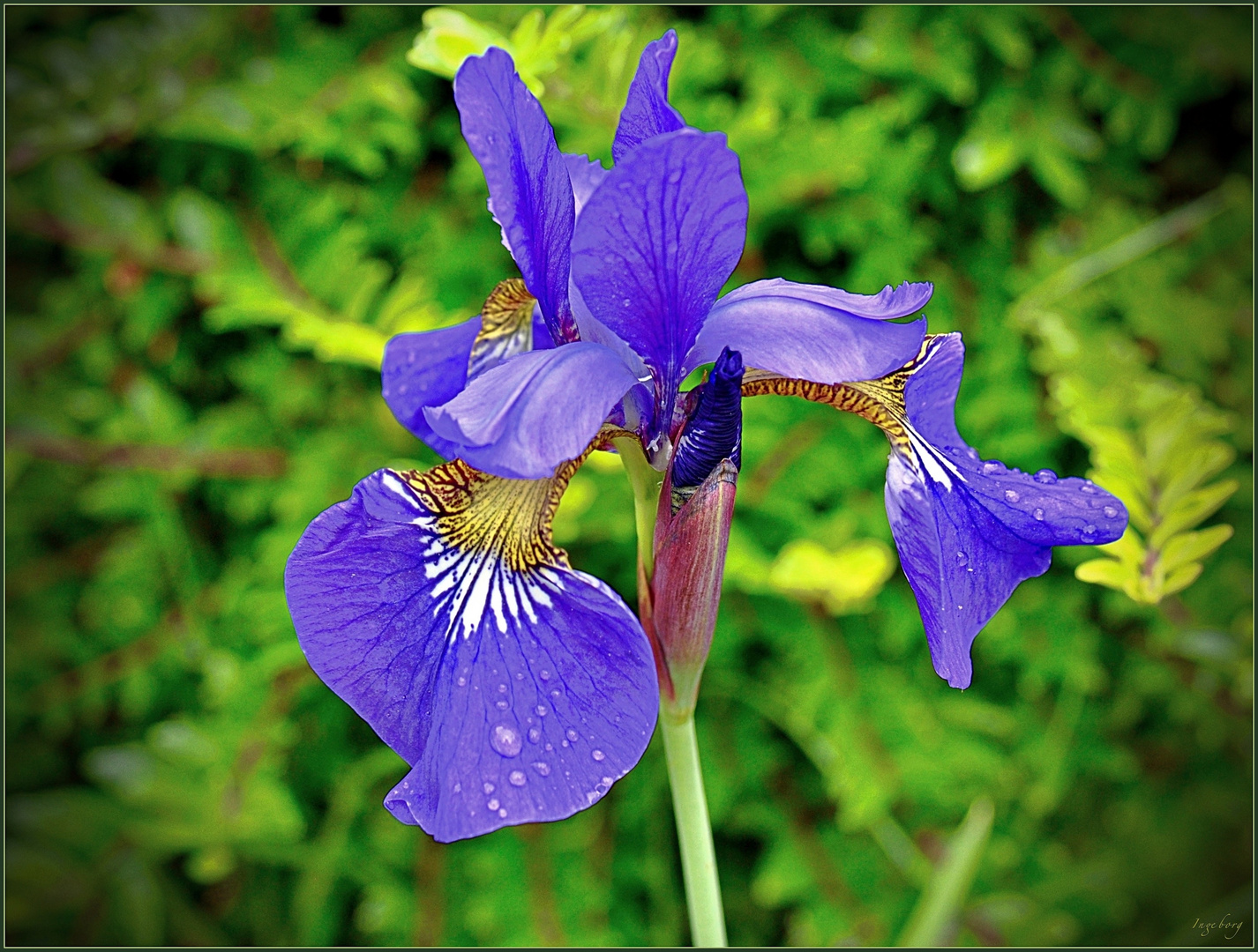 * Iris-Blüte *