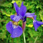 * Iris-Blüte *