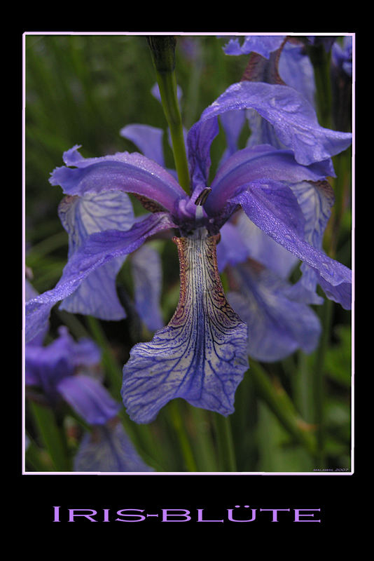 Iris-Blüte