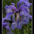 Iris-Blüte