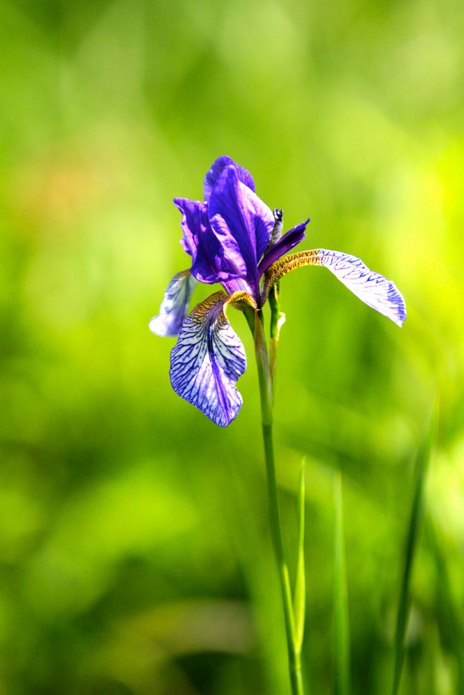 IRIS-Blüte im Eriskircher Ried