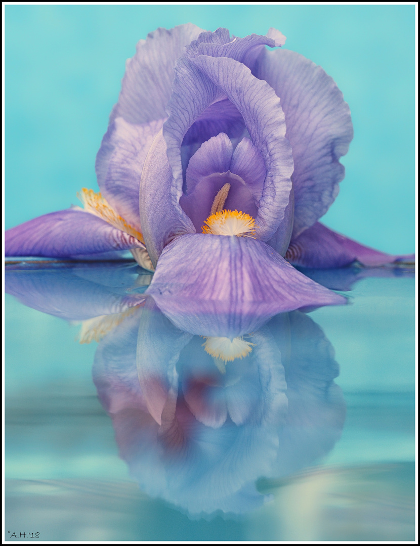 Iris-Blüte mit Spiegelung