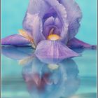 Iris-Blüte mit Spiegelung