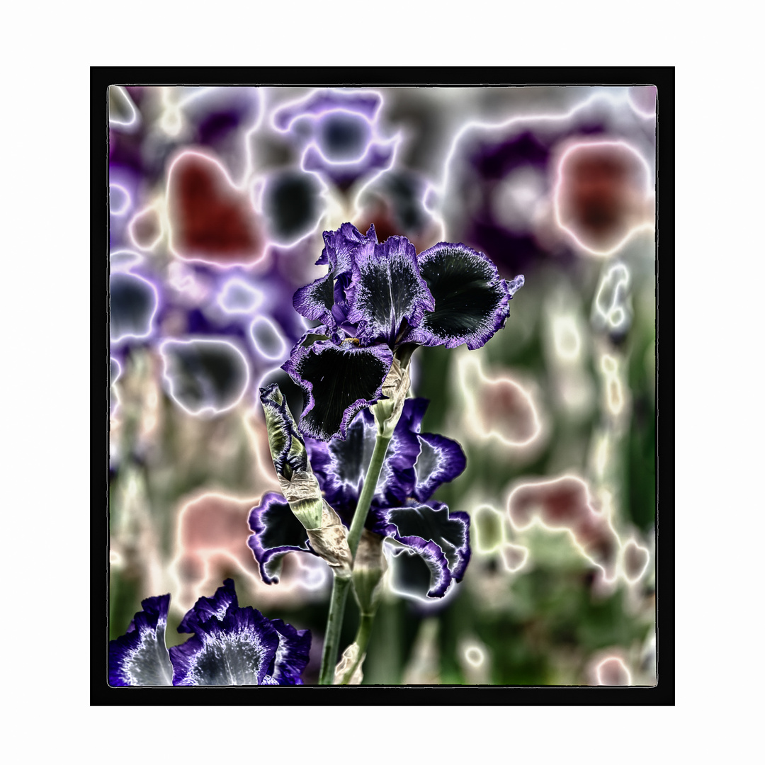 Iris-Blüten in Abstraktion
